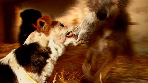 Así trabajan los ‘ratters’, perros especializados en la caza de ratas, en las granjas