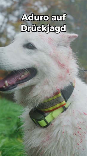 Aduro auf Drückjagd