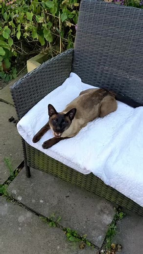 Bo the Siamese Cat's Vocal Complaints About the Heatwave