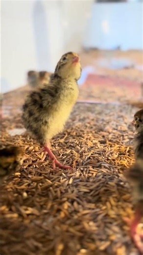 Kaadai Brooding Method | Quail Chick Care