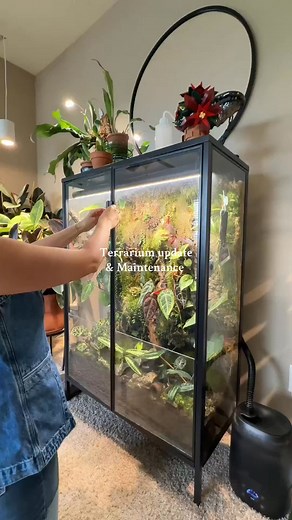 It’s been 4 months since I’ve built my terrarium and she’s growing in so beautifully. I have the full build video on YouTube PlantswithKrystal #terrariumupdate #terrariumbuild | Krystall Plants