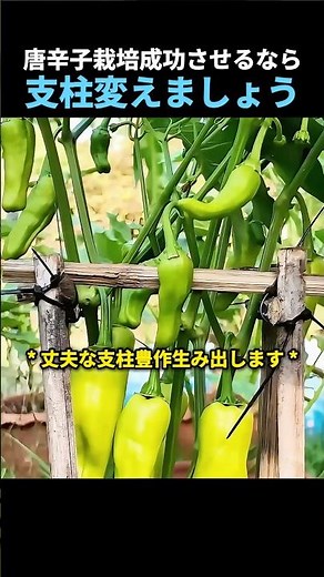 唐辛子栽培成功させるなら支柱変えましょう