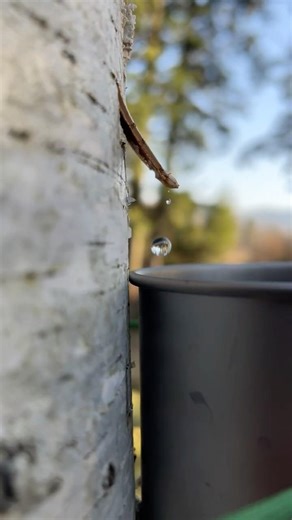 No Water? Drink From This Tree! 🌳💧 (Survival Hack) #survival #bushcraft #lifehacks