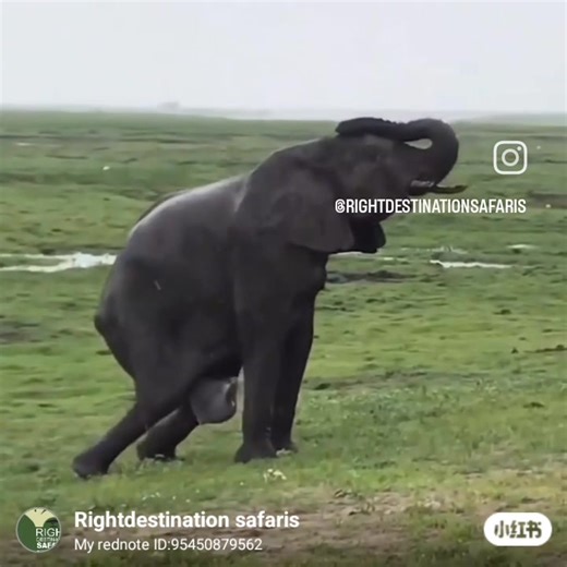 Incredible sighting of an elephant giving birth. What a privilege to witness the birth and interactions with the rest of the herd, and the electric atmosphere they created with their vocalizing and stomach rumbling. A lifetime sighting. Turn up the sound!!! Savoring the beauty of nature 🐘💚 Truly life-changing experiences in untamed places of of Africa. #elephant #lakemanyaranationalpark #tanzaniaparks #serengeti #kenyasafari #nature #adventure #wildlife #wildanimals #natgeoyourshot #natgeoafri