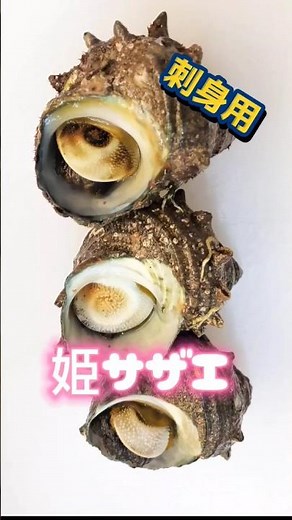 サザエの出し方【姫サザエ】 #サザエ貝 #サザエ出し方 #サザエ刺身