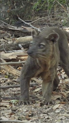 The fossa is The Largest Mammalian Carnivore on Madagascar #animals #wildlife