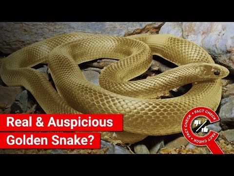 FACT CHECK: Viral Image Shows Real Golden Snake that'll Bring Good Luck on Naga Panchami?