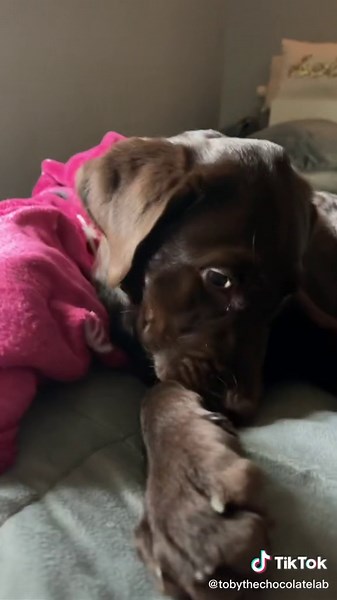 #chocolatelabs #chocolatelabpuppies #labpuppiesfortiktok #labradorretriever #foryoupage