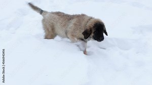 Large puppies of the Leonberger breed run through the snow in a winter park. Smooth camera movement, selective focus.