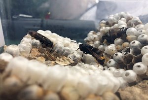 French beekeeper tackling 'murder hornet' invasion with home-made trap