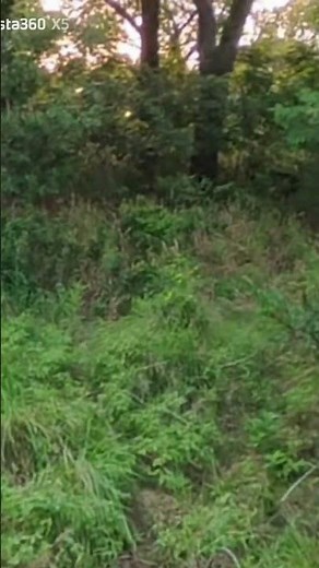 Traditional archery hog hunting #traditionalarchery #traditionalarcheryhunting #hoghunting