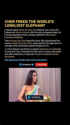 How Cher Freed the World's Loneliest Elephant