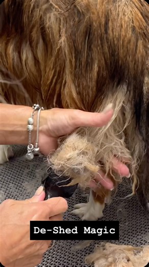 Go Groomer Amy Leigh on Instagram: "Low Cost Dog De-Shedding Tools, High Performance - You don’t need expensive or aggressive tools to properly de-shed a dog. What you need are the right tools — used the right way. These are some of my favorite budget-friendly, high-performance de-shedding tools that safely release undercoat while protecting the coat and skin. I use this exact method every day — both in the salon and when teaching groomers how to stop struggling and start grooming smarter. 🛒 Al