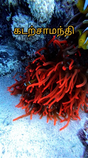 Scuba Diving Tamil - Nemo Fish #tamil #shorts