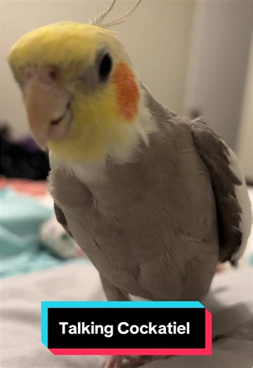 I’ve had a rough day mommy here’s the scoop #talkingbird #funnybird #funnycockatiels #cockatielsoftiktok