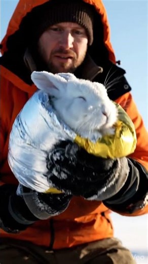 Frozen Rabbit Rescued from North Dakota Snowstorm |Heartwarming Animal Rescue Story#animals #rescue