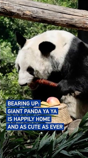 Bearing up: Giant panda Ya Ya is happily home and as cute as ever #coolchina