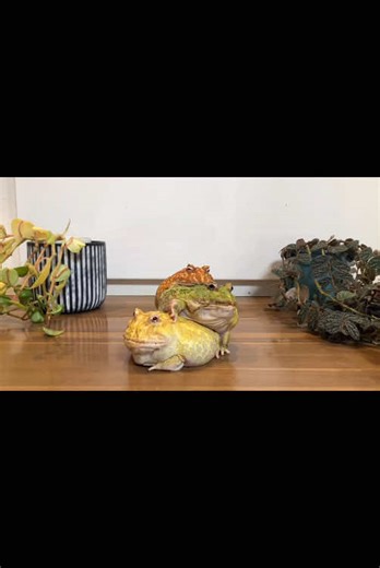 TikTokでsamurai frogさんをチェック！