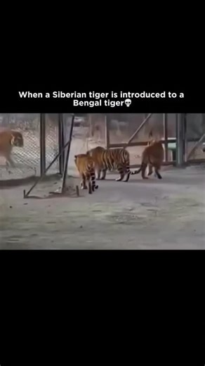 Empire 🕷️ | Two giants. Two worlds. 🐅❄️🌴 The Siberian tiger is the largest tiger on Earth, built for survival in Russia’s frozen forests. Males can... | Instagram