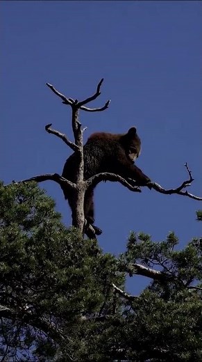 Bear Cub’s Impressive Tree Climb