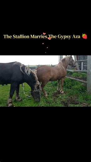 The stallion marries the gypsy Aza🍓🍓🍓 #horse #animal #pets #wildhorse #stalions #stalions