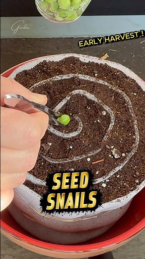 From Seed Snail to Sweet Harvest! Sugar Snap Peas 🫛