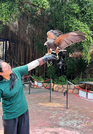 Harris's Hawk at Tigertopia Zoo: A Majestic Encounter