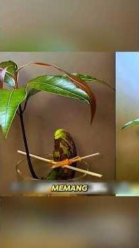 🌱 I Grew a Mango Tree from One Seed! 🥭 | 1-Year Amazing Growth Journey #shorts #shortvideo #short