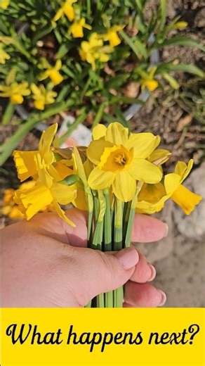 Can daffodils change color? Flower dye experiment 🌼