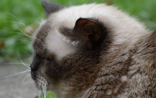 rockstargames解决Steam打不开、进不去、1xx错误、服务器错误 低延迟联机教程