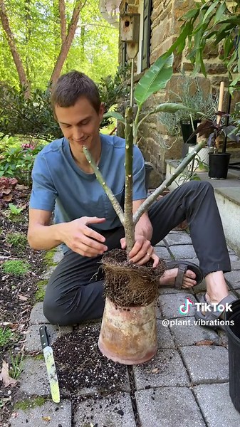 Root Pruning Guide for Healthy Plumeria Growth