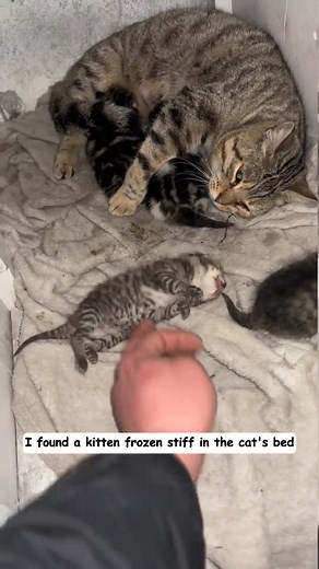 found little kitten frozen in cat bed (part 1) Watch part 2 below comment👇👇👇 | Rescate Animal Solidario