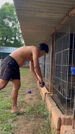 86K views · 1.6K reactions | Tutorial memberi pakan ayam | Dewa Langit Breeder | Facebook