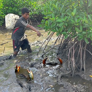 Digging Hole - Amazing Digging Giant Mud Crabs In Hole ft Hook | Ahlik Fishing