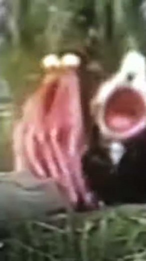 Sesame Street get along