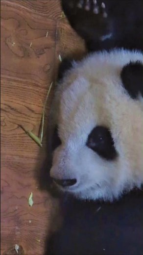 【超貴重映像】パンダスター花花の赤ちゃん時代✨#パンダ #可愛い #動物園 #panda #cute #cutepanda #adorably #animals
