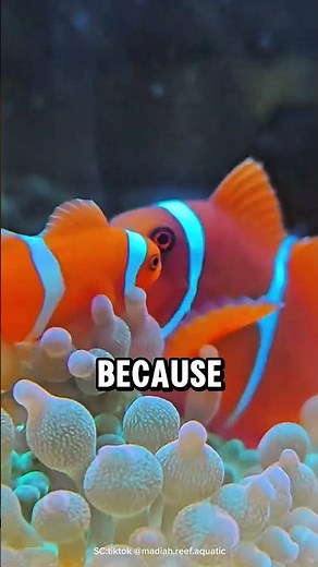 How Finding Nemo Hurt Real Clownfish - Clownfish #nemo #clownfish #animals