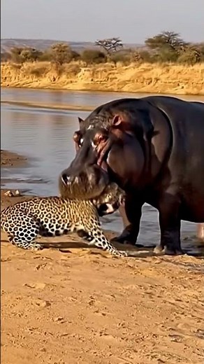 Instant Chaos Leopard Tries to Bite Hippo and Gets Launched! 💥🐆🦛
