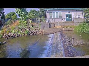Issaquah SalmonCam