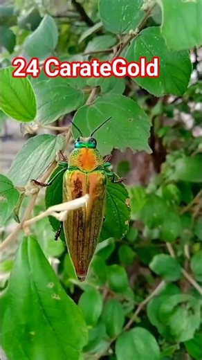Jewel Beetle #insects #animals #naturesshade18
