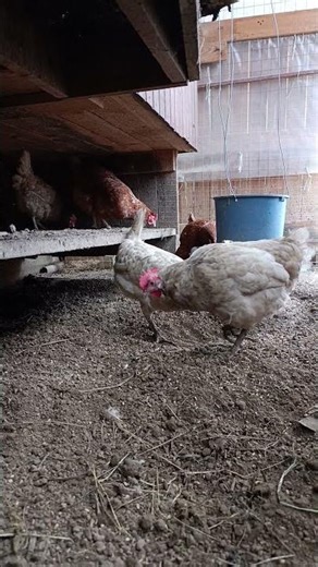 Clean Farm Morning — Happy Chickens Eating 🌿🐓 #chicken