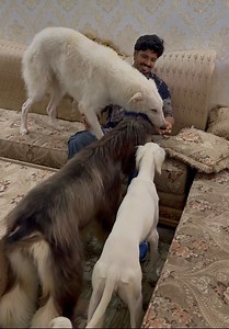 Dog Lovers, Don’t Miss This!😍🐕Dig Breeds from Around the World in One Spot!🌍✅ | The Pet Engineer