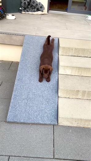 Adorable Labrador Puppy Compilation | Funny and Cute Dog Videos