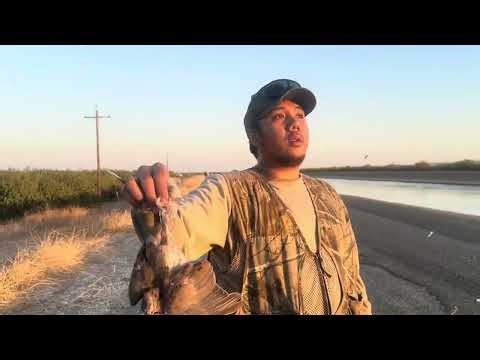 Dove Hunting Day 1 & 2 2025