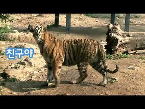 쥬니어네이버 사파리-호랑이