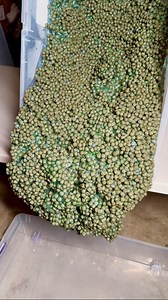 this is both the ugliest and prettiest slime i’ve made 😭 i’ve heard heard ticks, dog vom and lentils so far. go crazy! | pilotslime