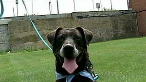 Blackie Jones resides at the NH SPCA in Stratham