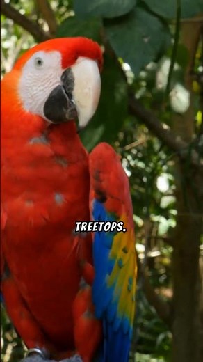 The birds of the Amazon Rainforest