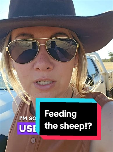 Feeding Sheep Before Breeding Season Starts