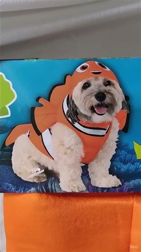 Rubies Disney Finding Nemo Pet Costume medium cat dog jumpsuit lost clown fish